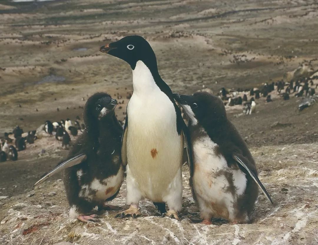 企鹅死亡真相揭秘,企鹅尸体体内取出口罩