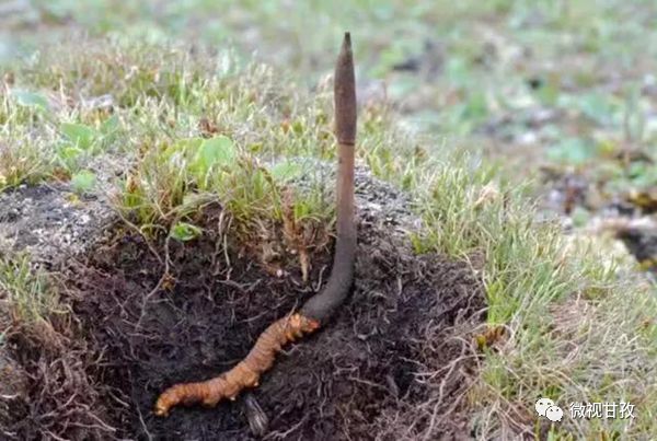 守卫虫草山民警,驻守海拔4800米护航虫草采挖