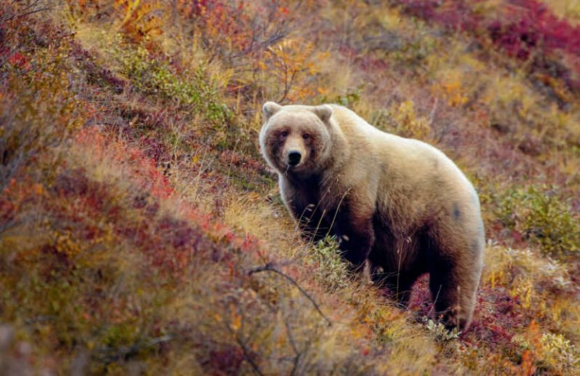 遇到野牛该如何保护自己,遇到美洲野牛怎么办