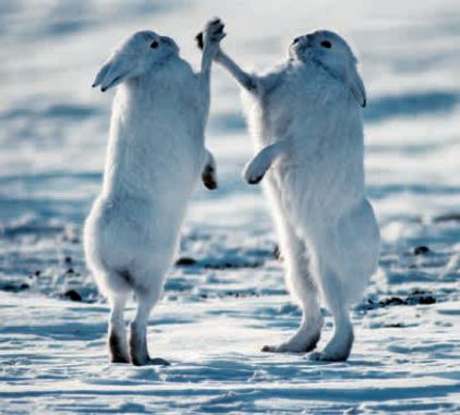 遇到野牛该如何保护自己,遇到美洲野牛怎么办