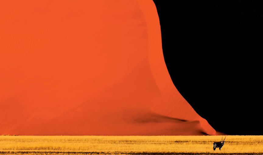 遇到野牛该如何保护自己,遇到美洲野牛怎么办