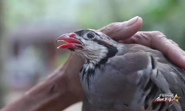 退伍军人结缘鹧鸪茶,打造舌尖上的海南岛,年销售额达1000万元