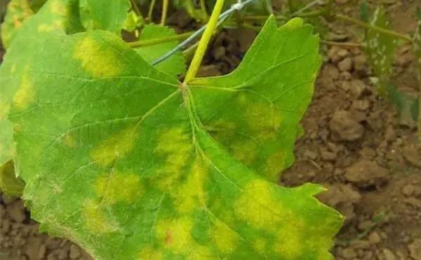 桃树各个时期病虫害防治用药方案,病虫害用药大全