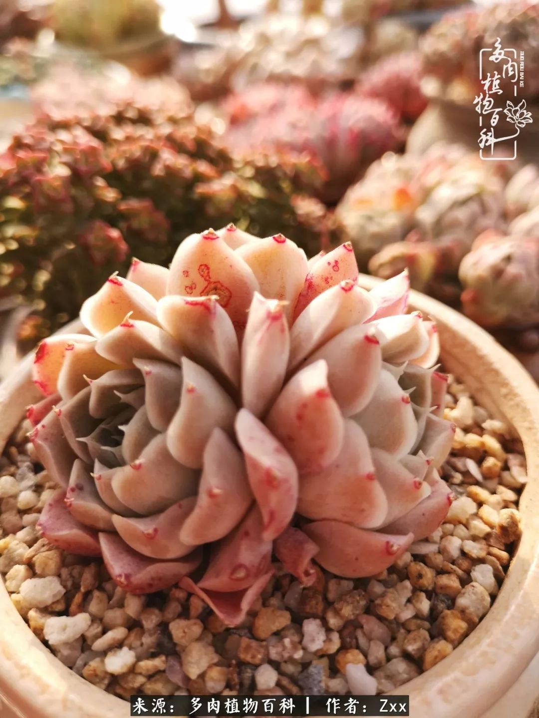 多肉怎么才能养得又美又胖,多肉的特点20个字