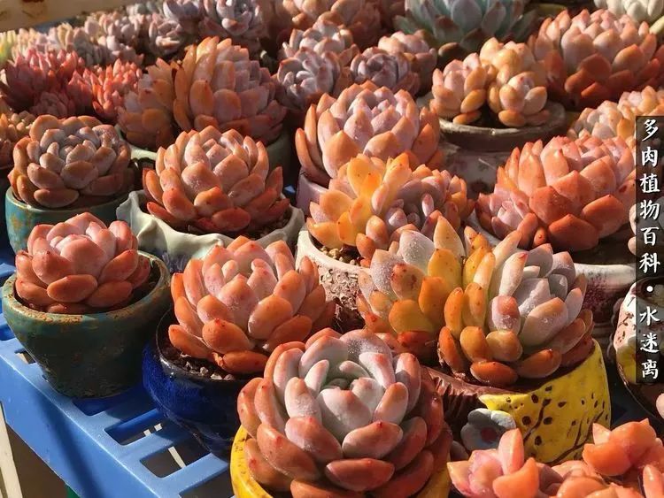 多肉怎么才能养得又美又胖,多肉的特点20个字