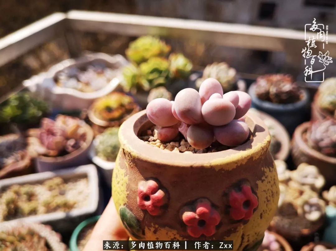 多肉怎么才能养得又美又胖,多肉的特点20个字