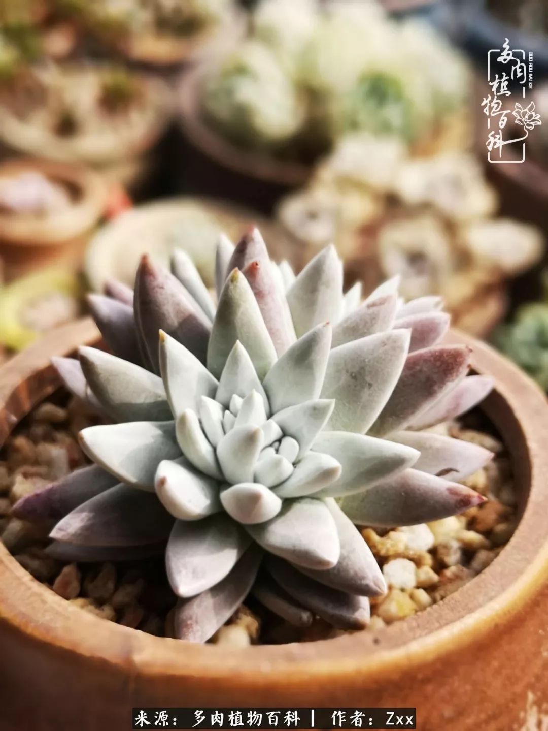 多肉怎么才能养得又美又胖,多肉的特点20个字