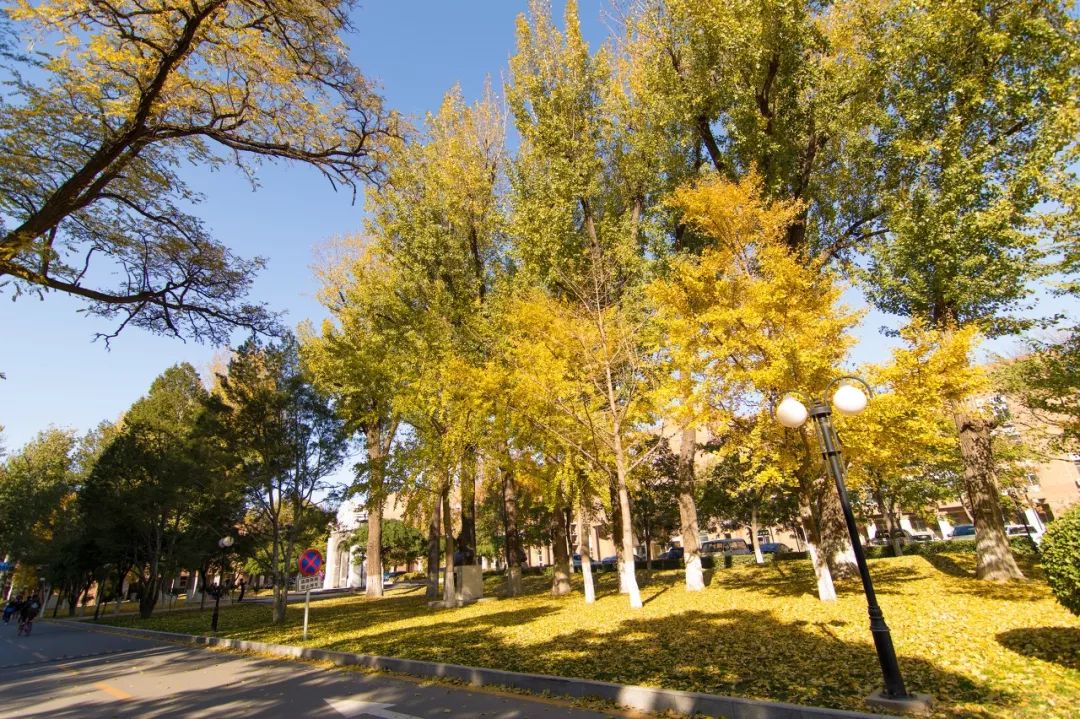 高考在即收下这份考试锦囊,献给高考后学子们的大学攻略