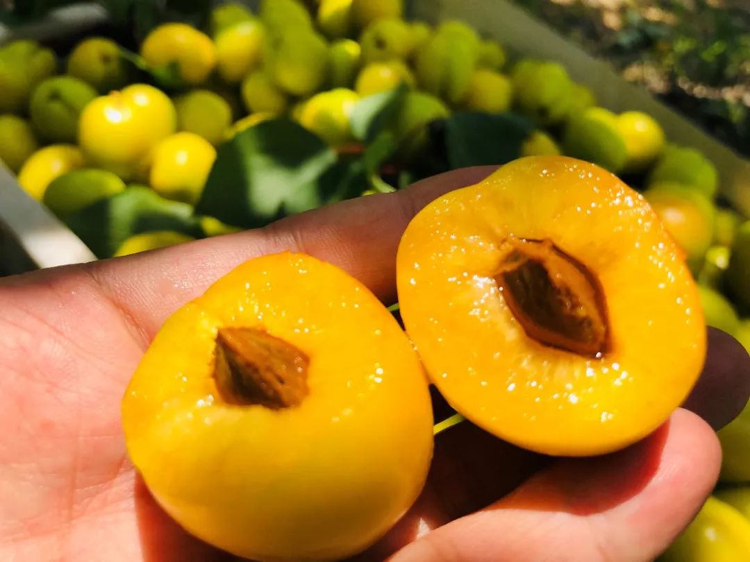 果期仅15天，*安泰**半野生珍珠杏！一口咬下满满桂花香，从牙齿蜜甜到腰！|吃货精选