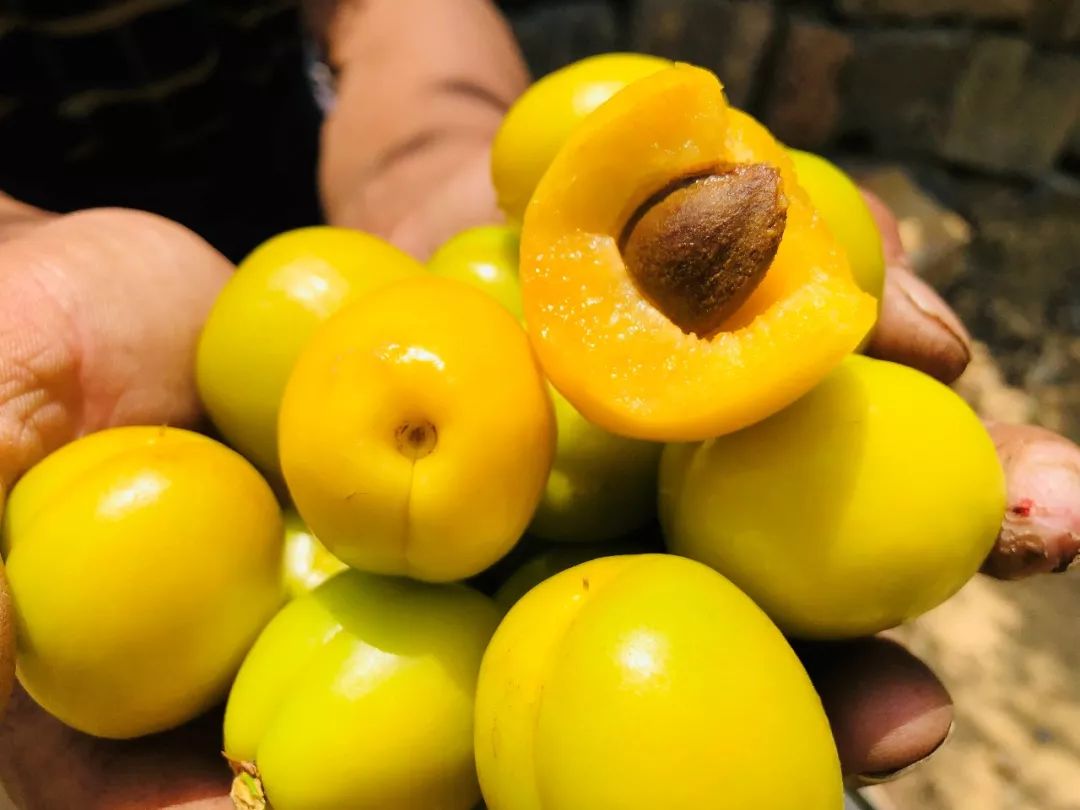 果期仅15天，*安泰**半野生珍珠杏！一口咬下满满桂花香，从牙齿蜜甜到腰！|吃货精选