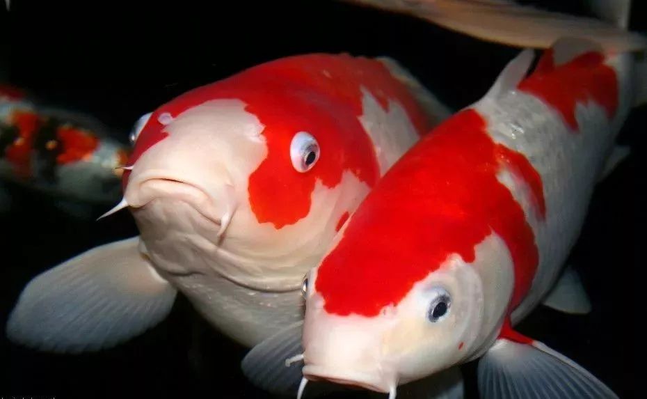 锦鲤受伤的原因,锦鲤观赏鱼好吗