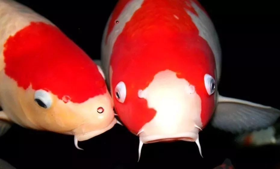 锦鲤受伤的原因,锦鲤观赏鱼好吗