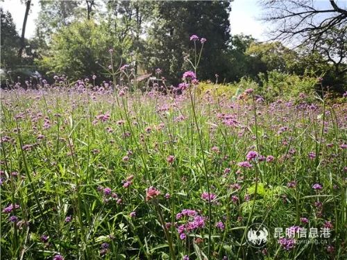 端午昆明有什么玩的,昆明端午哪里耍