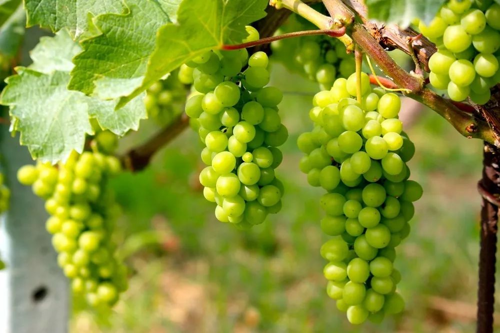 如果你有7天假期你会选择去哪,这个假期你打算去哪