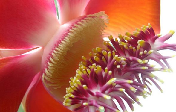 纳尼有假的吗,世界上真的有炮弹树吗