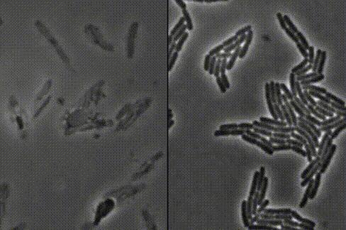 Boom！！杀菌就是爆炸！哈佛科学家终于揭开青霉素炸开细菌的50年谜题丨科学大发现