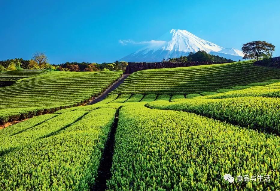 一盏玉露四季金风