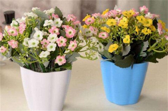 家里好养的植物有哪些,家里室内适合养的植物