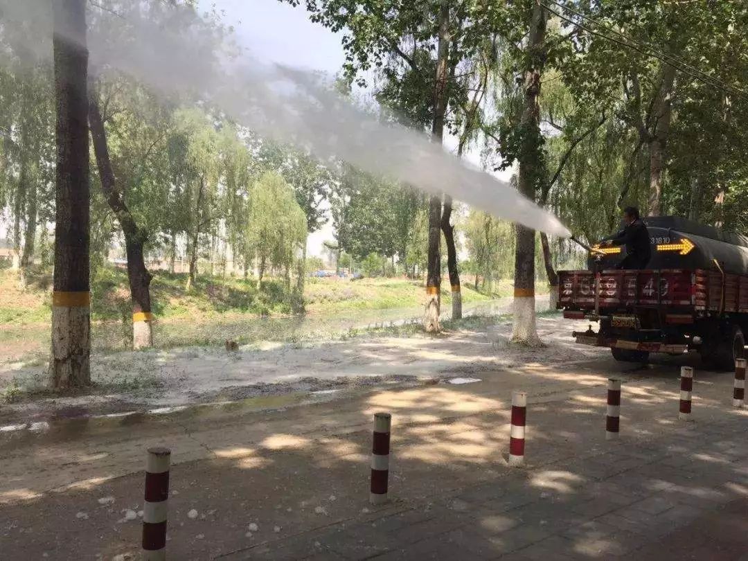 本应改善环境的城市绿植，为何成了“恼人的柳絮”？