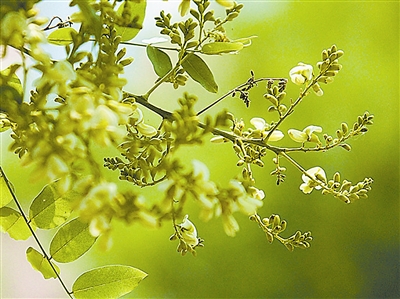 国槐花开满城香,国槐常绿