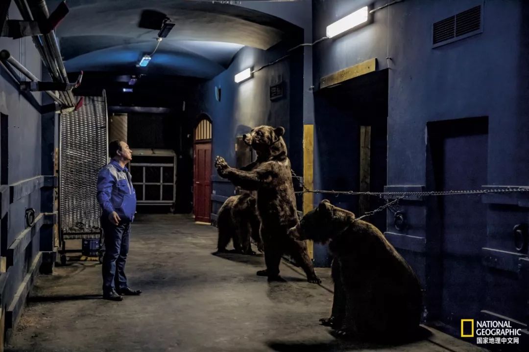 濒临灭绝的野生动物表演,动物表演的背后有多残忍