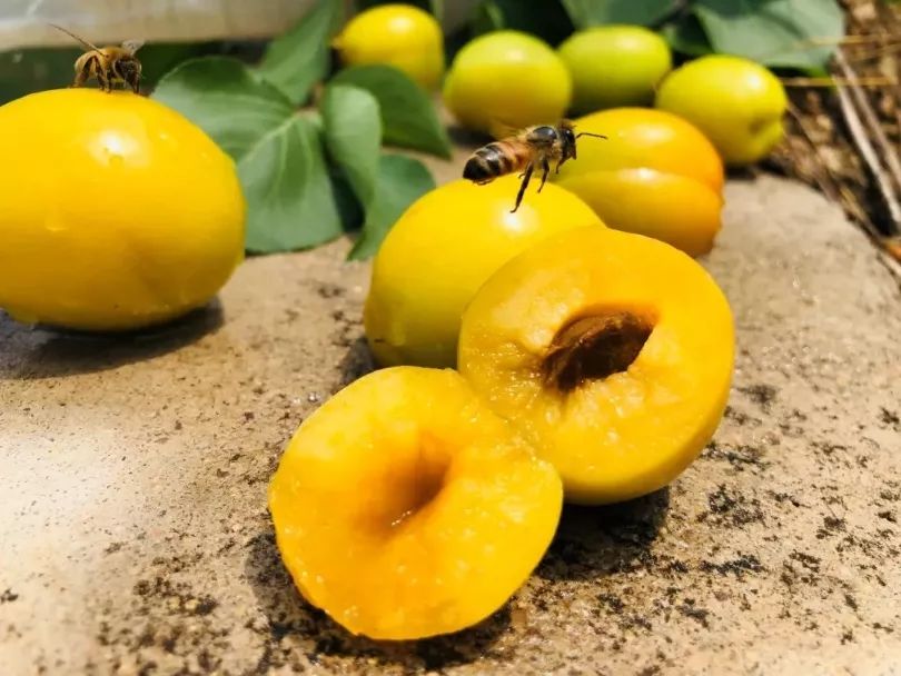 果期仅15天，*安泰**半野生珍珠杏！一口咬下满满桂花香，从牙齿蜜甜到腰！|吃货精选