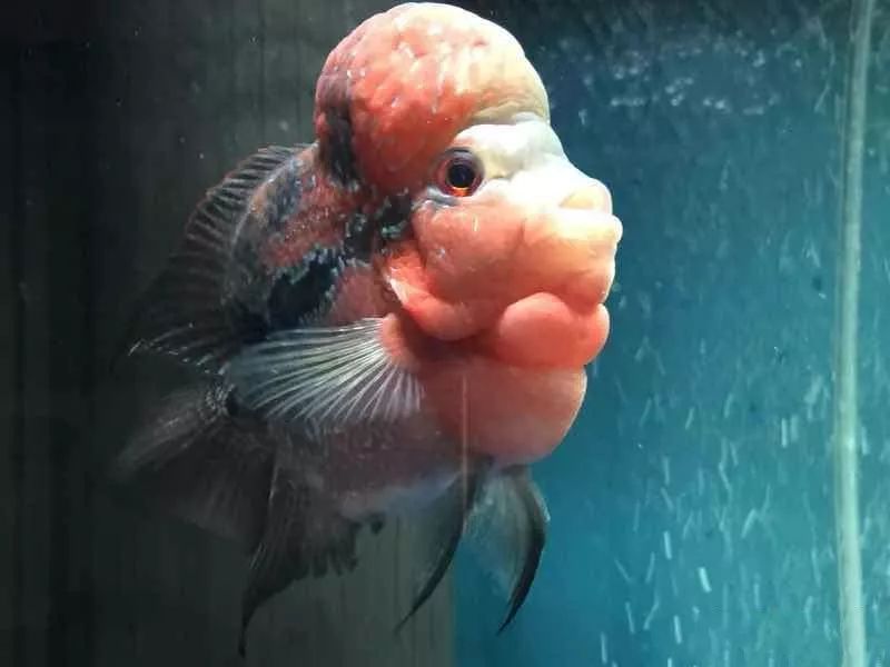 罗汉鱼不起头后期补救方法,18罗汉如何快速起头