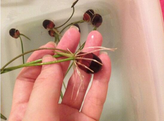 碗莲苗怎么入土,碗莲入土后怎么养