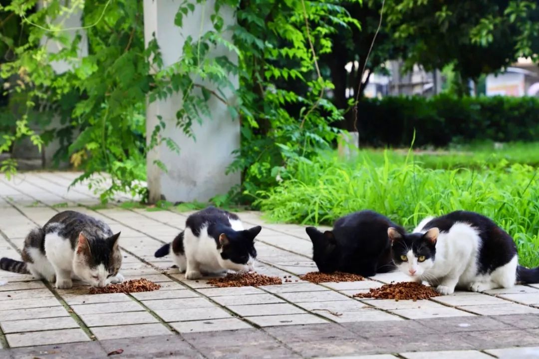 瀹夊笀澶ц瓒呰秺瀹夊ぇ,瀹夊笀澶у畨鍐滃ぇ