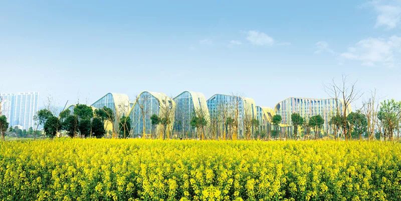 滨江区白马湖,白马湖的传说