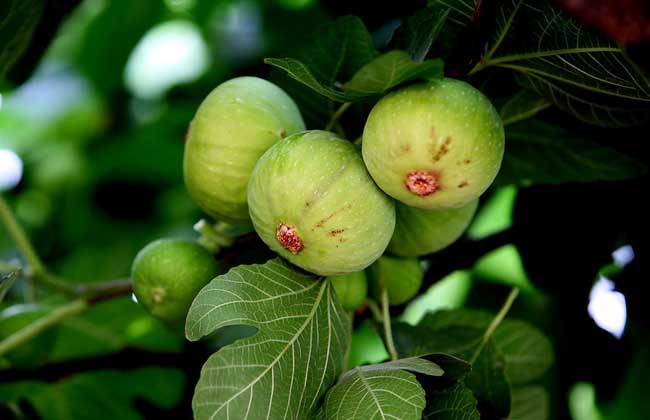 无花果干要怎么保存,无花果枝条冬季保存