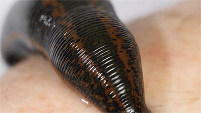 一些吸血的昆虫蜱虫,好多小虫子吸血