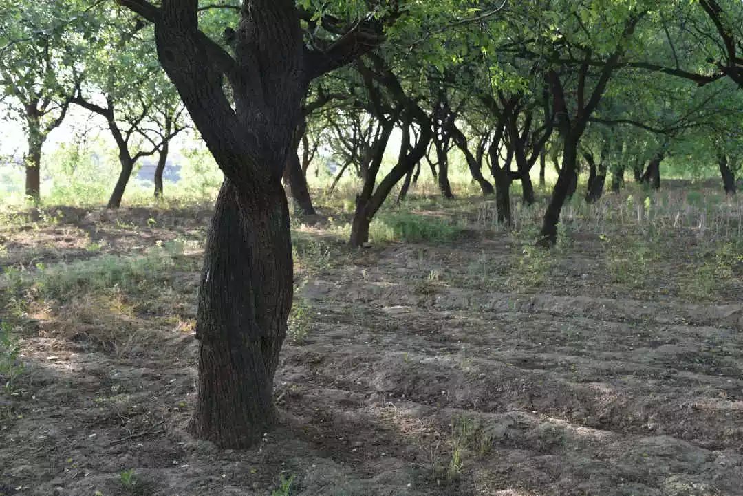 等你!认领相枣树,延续你与它的千年之约~