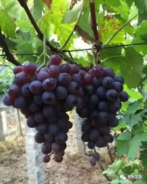 青州有什么商品,青州旅游购物