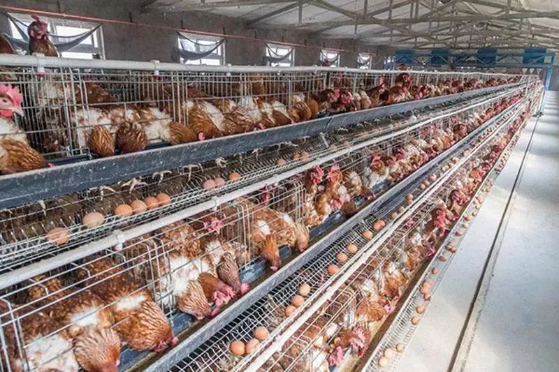 蛋价风生水起，毛鸡市场却冷冷清清，为啥？该不该补栏？