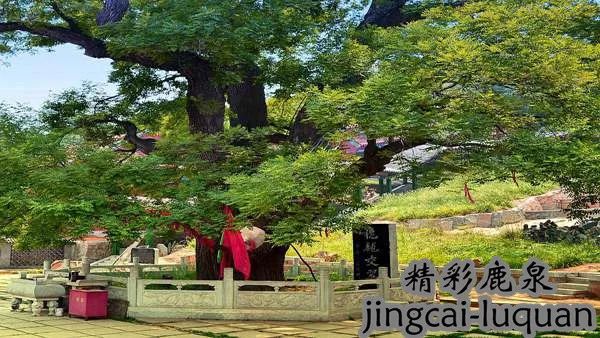 鹿泉，令人向往的梦想之城，感谢在最美的年华遇见你！