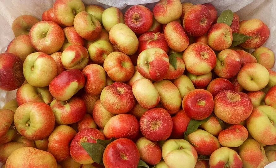 18°甜的人间“仙桃！轻轻一咬，汁水肆意流淌，一口气能吃10个！｜吃货精选