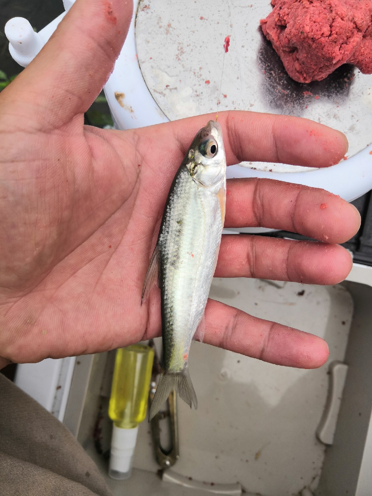 首钓笤溪钓位全靠枪逛拉逆鱼兼钓获多鱼种~