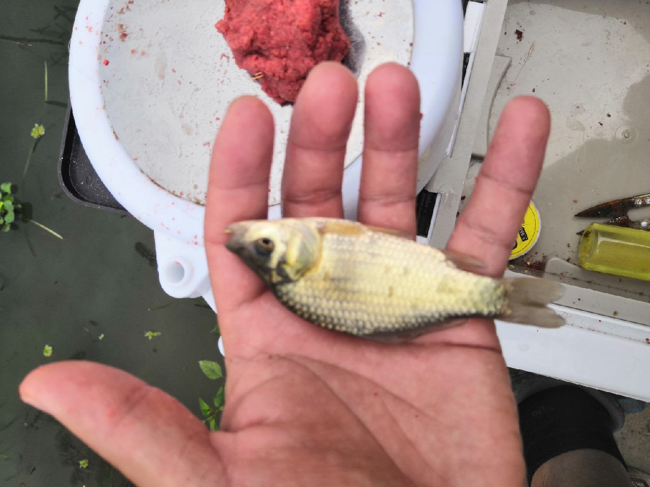 首钓笤溪钓位全靠枪逛拉逆鱼兼钓获多鱼种~