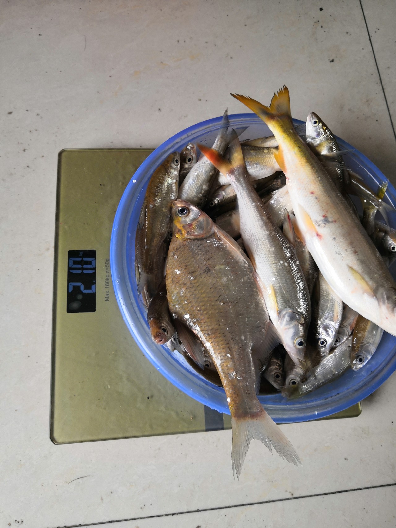 首钓笤溪钓位全靠枪逛拉逆鱼兼钓获多鱼种~