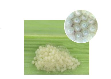 草地贪夜蛾识别与应急防治技术挂图