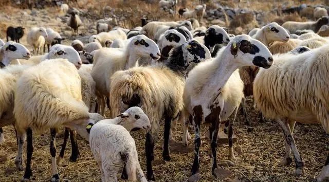 多只母羊怎样同时受精,多只母羊同期出生