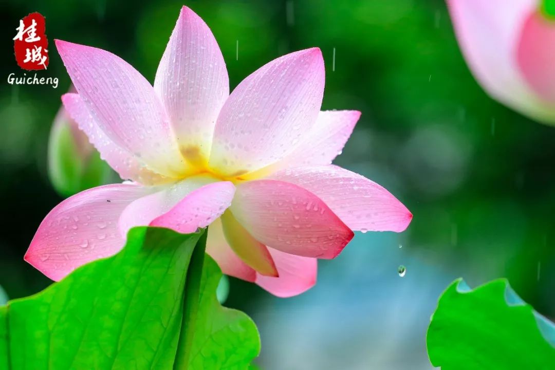 夏至到来大明湖荷花,夏至来了荷花又开放啦