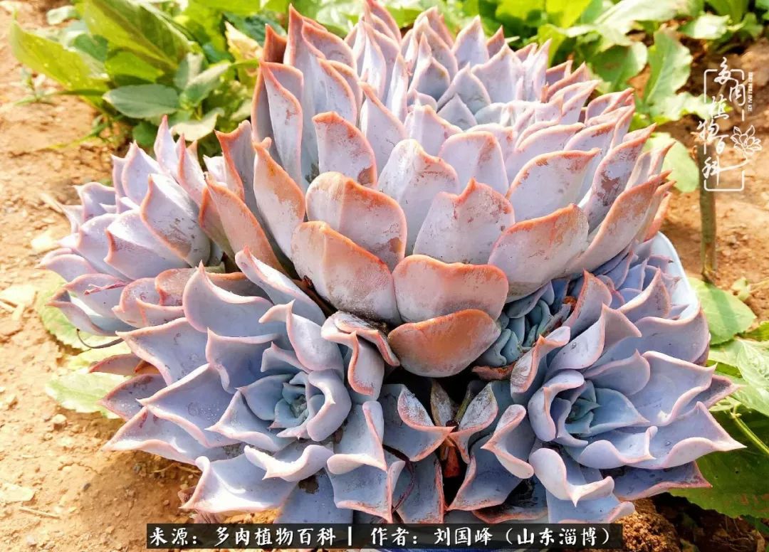 高温天气怎么养护多肉花,新手夏天养多肉5个保命秘籍