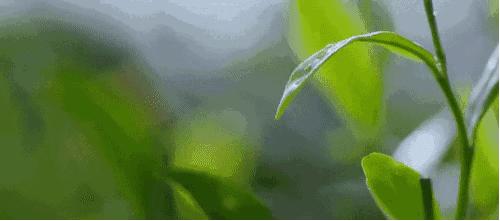 雅安的蒙顶山茶,雅安蒙顶山的什么茶最出名