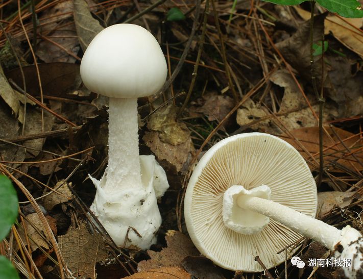 误食毒蘑菇的症状,误食毒蘑菇临床表现