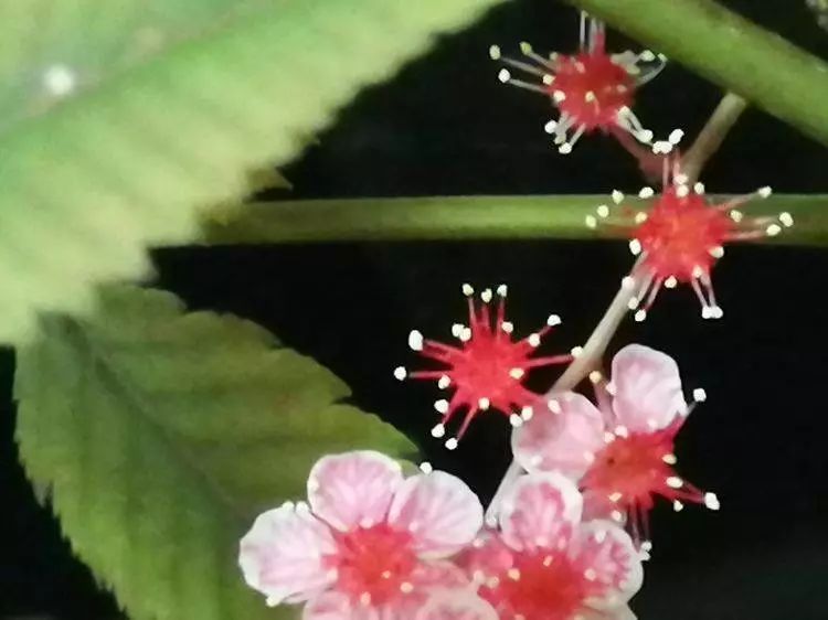 华北珍珠梅的解剖图,雪白雪白的梅花