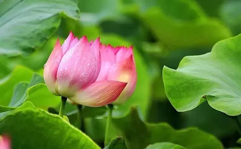 小荷已露尖尖角！陕西这5个清新荷塘雨中沁香，朦胧又诗意~