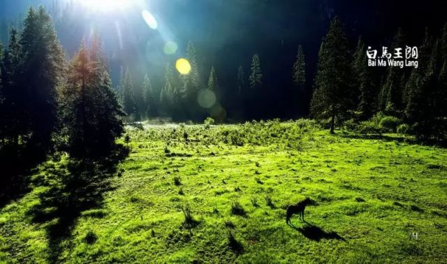 限时抢购||399元抢白马王朗酒店2大1小套票