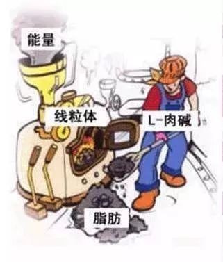 左旋健身减肥燃脂,健身快速燃脂科技